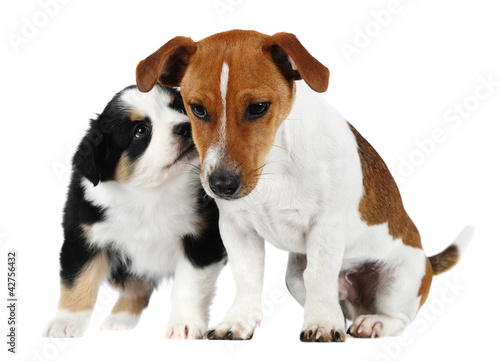 Australian Shepherd dog  and a Jack Russell Terrier