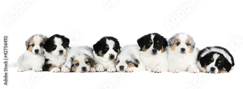 Canvastavla A group of eight australian shepherd puppies