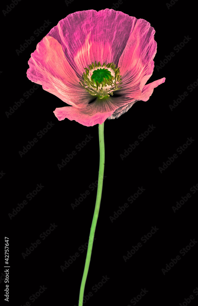 red poppy on black background red poppy on black background