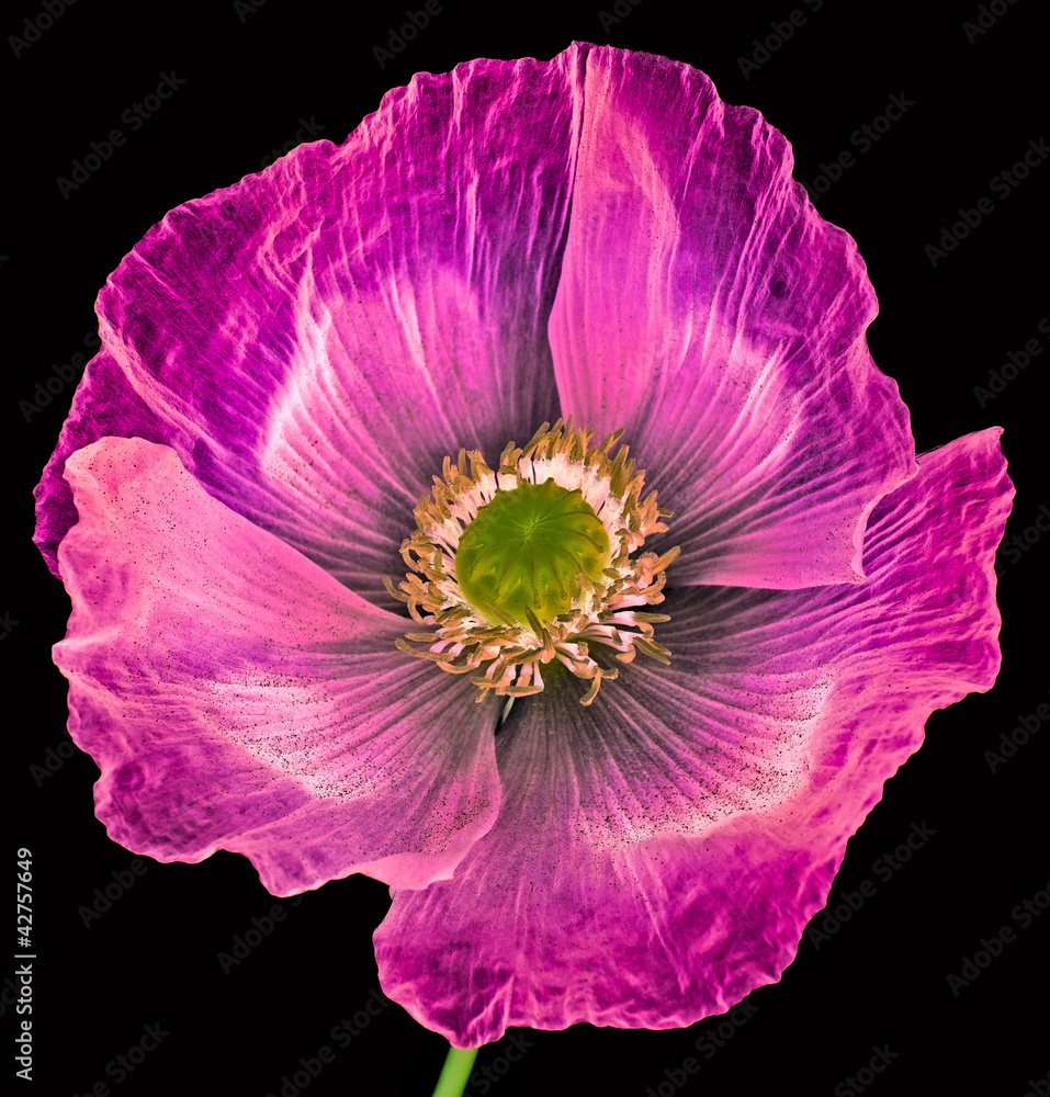 Fototapeta premium poppy on black background
