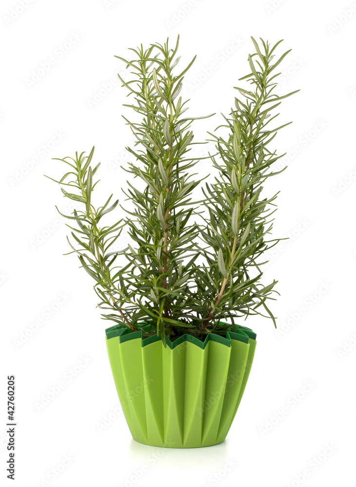 Sweet rosemary plant Sweet rosemary plant