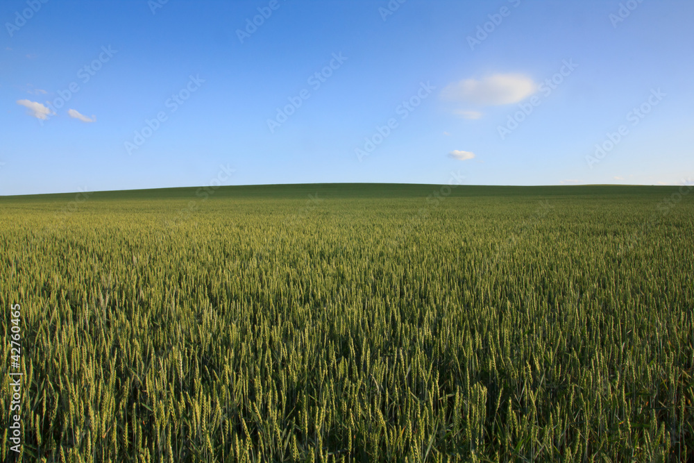 Rolling green wheat field with clear blue sky