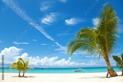 Fototapeta Naklejka Na Ścianę i Meble -  Palm trees on a tropical beach