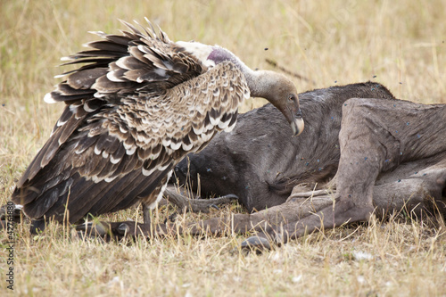 White-backed Vulture  Gyps africanus 