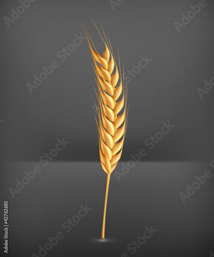Wheat, vector