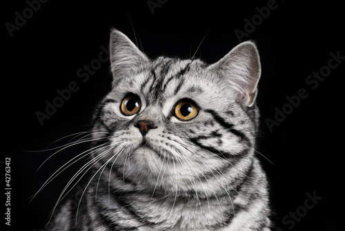 A marble british cat secretly sneaking over a black background photo