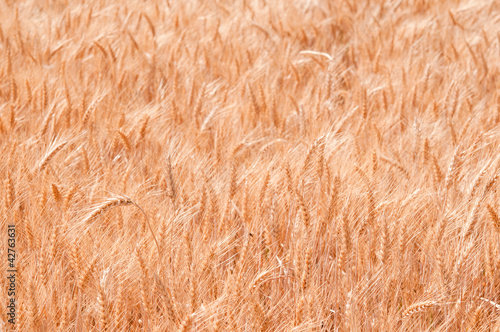 grain field