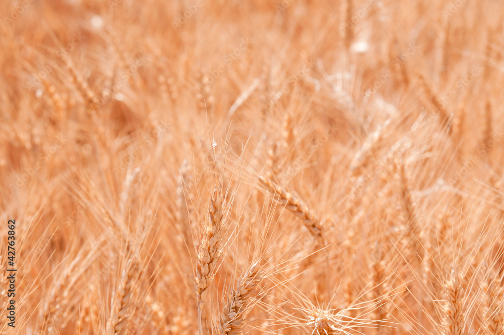 grain field grain field