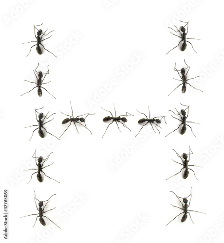 alphabet letters spelled by ant in line © xiaoliangge