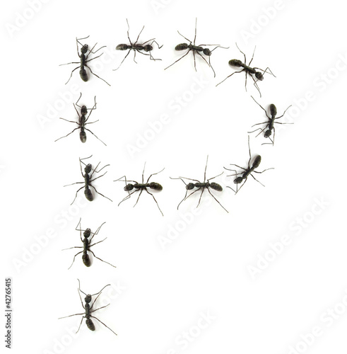 alphabet letters spelled by ant in line