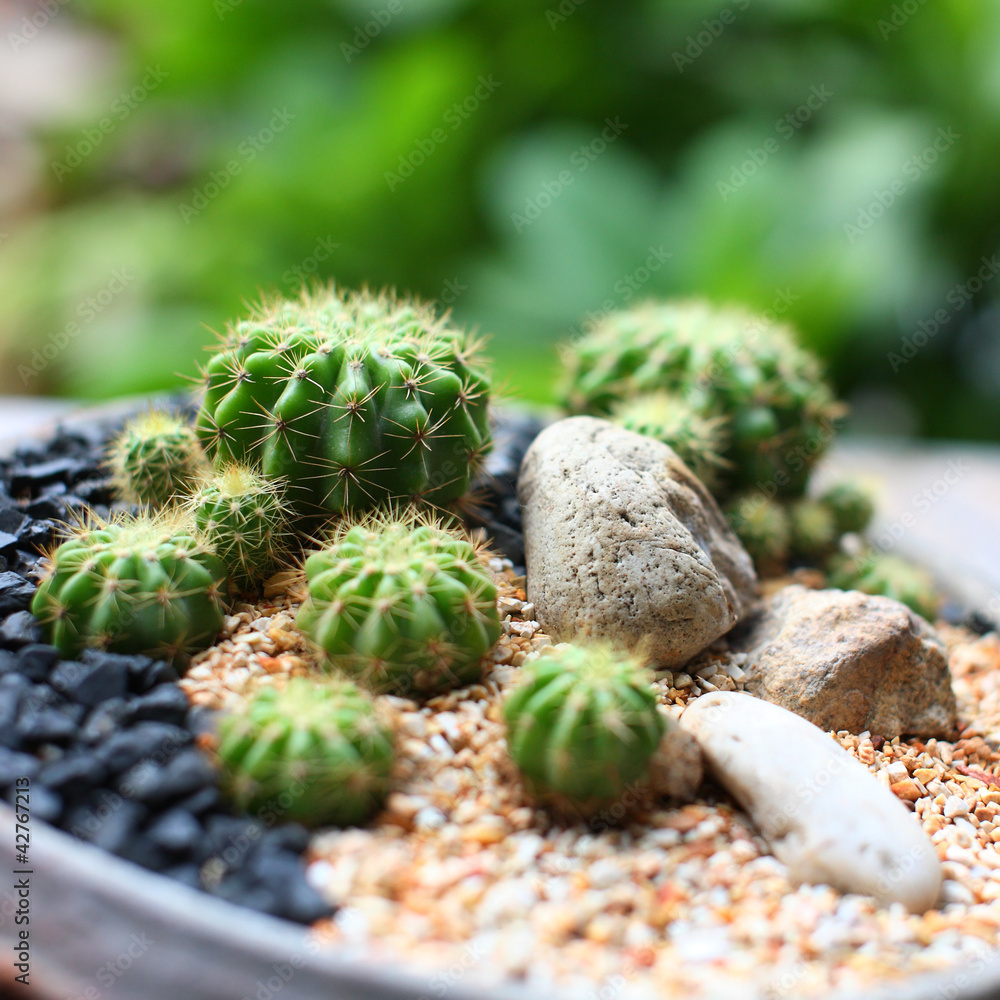 cactus cactus