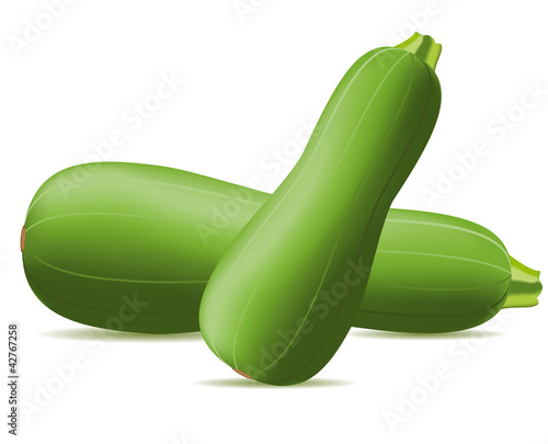 zucchini vector illustration