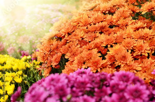 Photographie Chrysanthemum flowers background