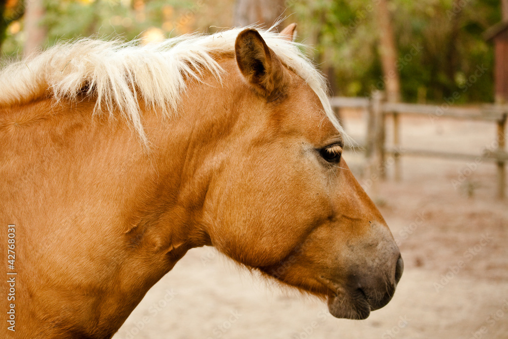 Obraz premium Cavallo