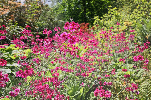 Beautiful, pink flowers meadow, shallow dof