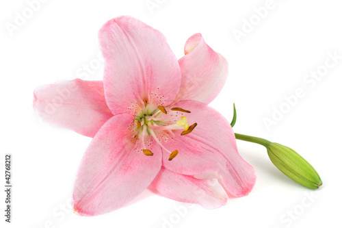 pink lily isolated on white