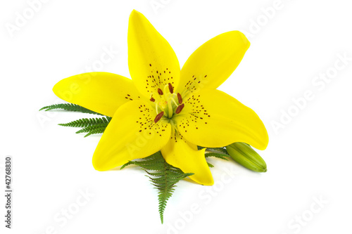 Fototapeta Naklejka Na Ścianę i Meble -  Yellow lily with fern leaf isolated on white background