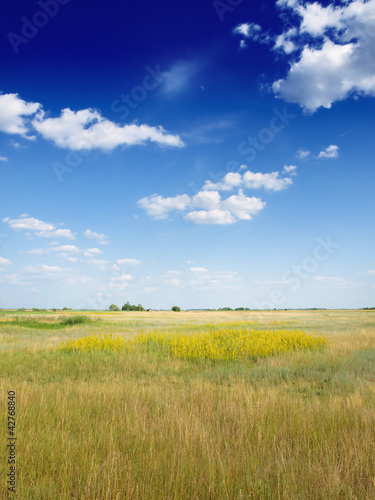 Fotografia grass stretching to the horizon and blue sky
