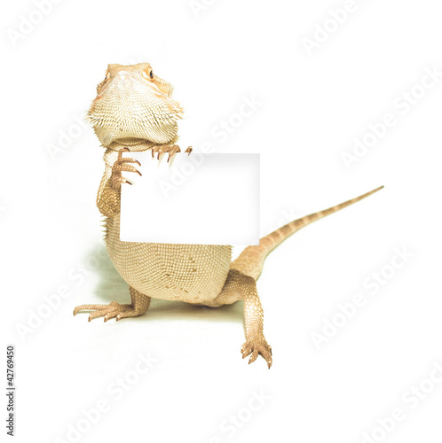 lizard holding card in hand on white background