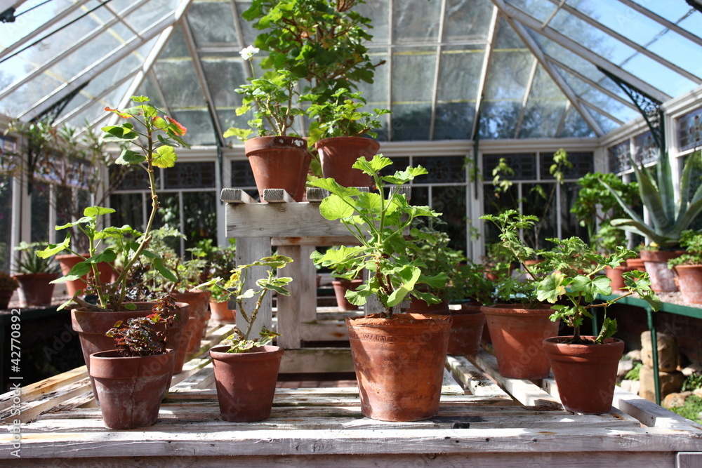 Greenhouse interior with pot plants growing on shelf and table