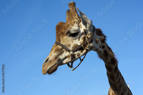 Fototapeta Naklejka Na Ścianę i Meble -  giraffe with blue sky