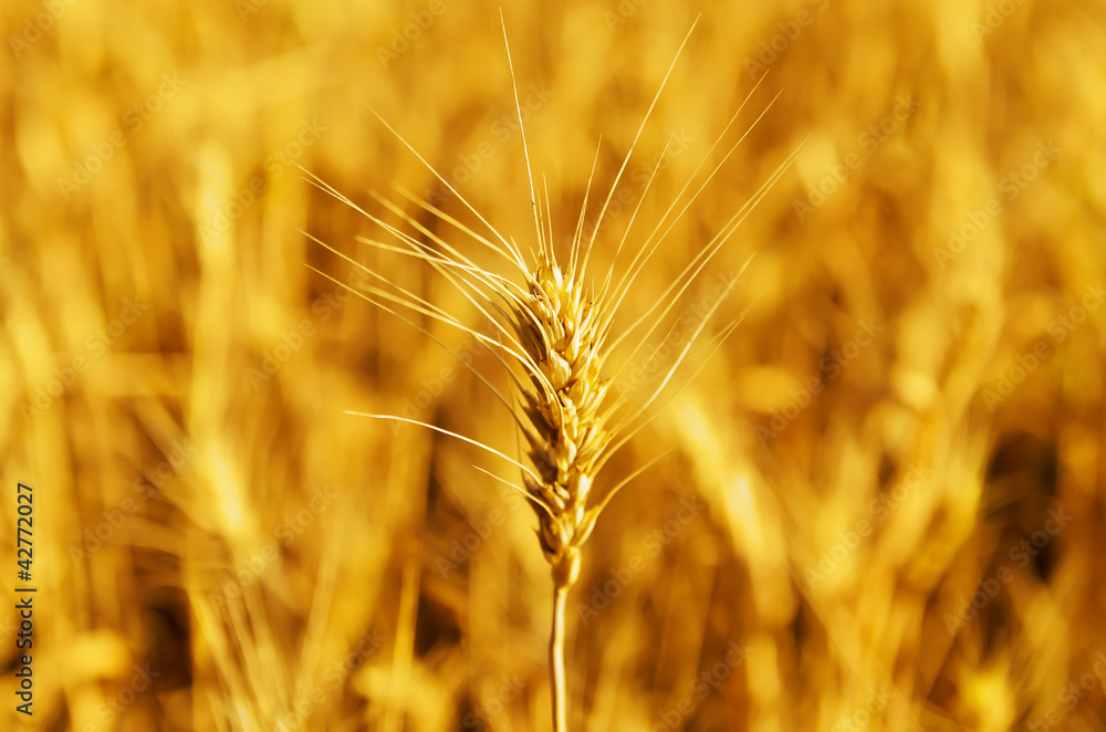 closeup wheat ear on golden harvest closeup wheat ear on golden harvest