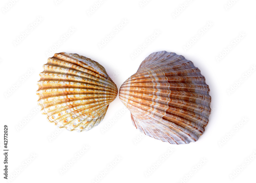 Beautiful sea shells isolated on a white background Beautiful sea shells isolated on a white background