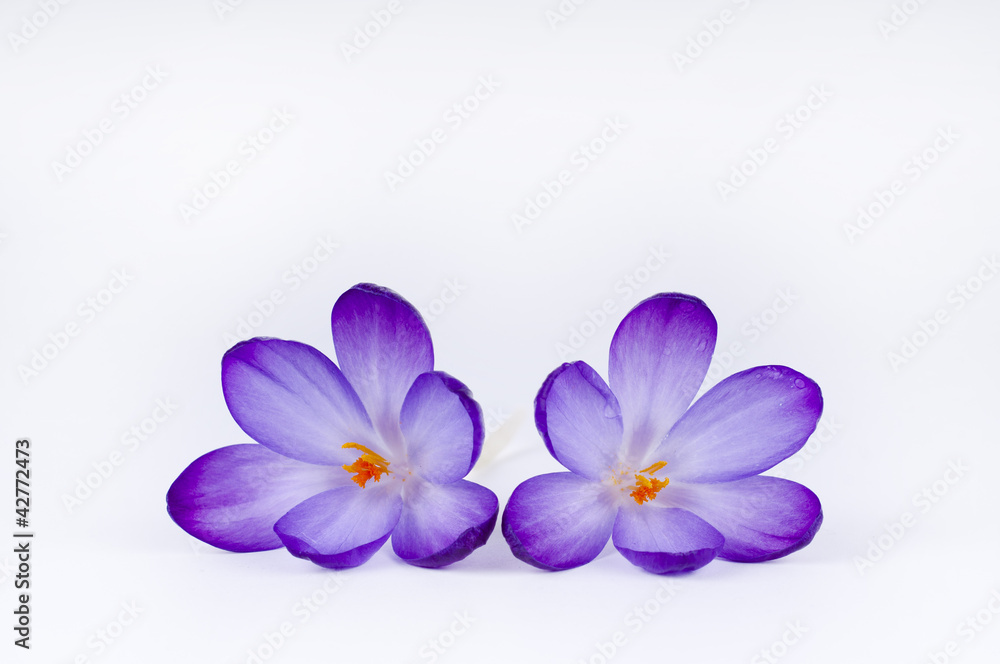 a purple crocus flower a purple crocus flower