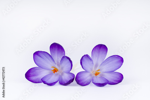 a purple crocus flower © Skalny