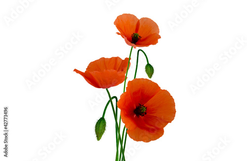 Murais de parede Isolated poppies on white background