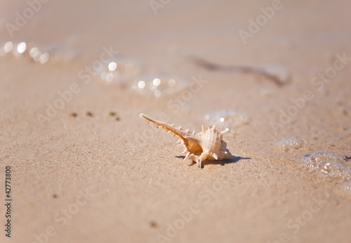 Seashell macro view on sand beach