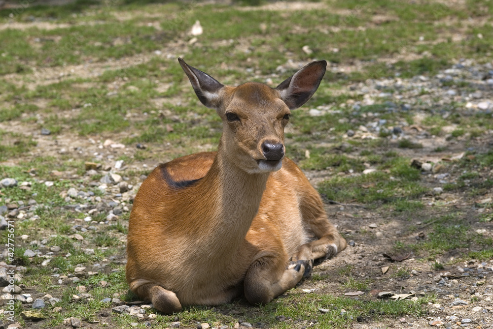 Sika deer, Nara, Japan