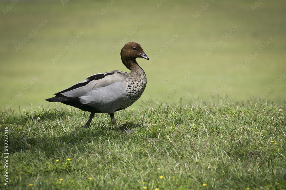 Obraz premium Walking Duck