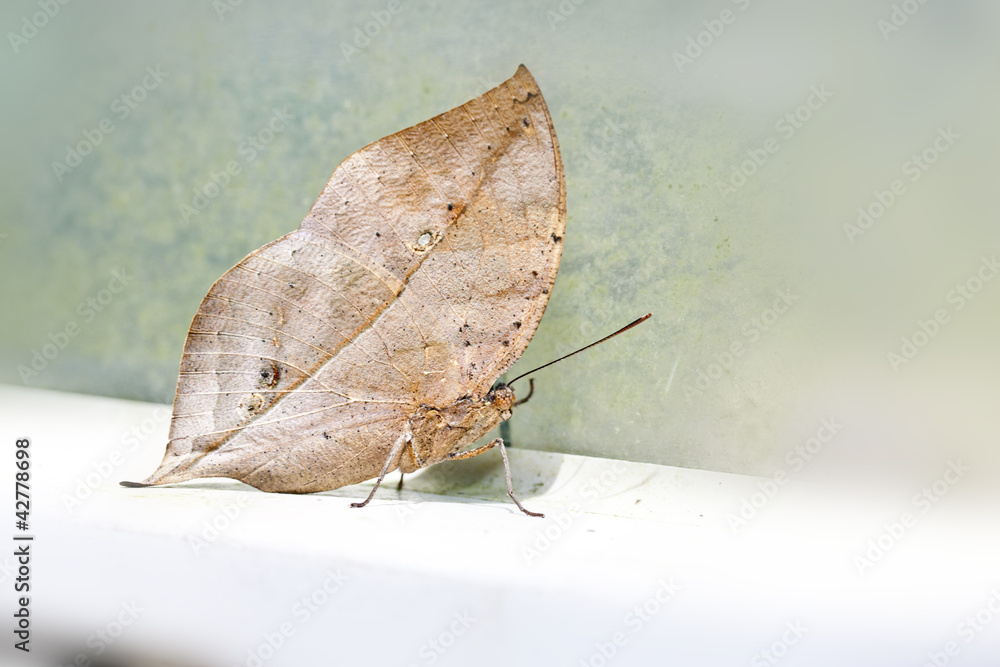 Obraz premium butterfly Kallima inachis formosana