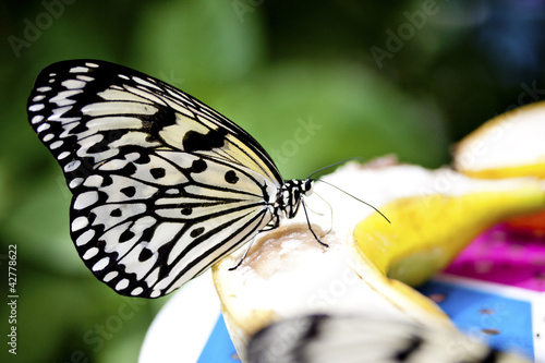 butterfly Idea leuconoe clara photo