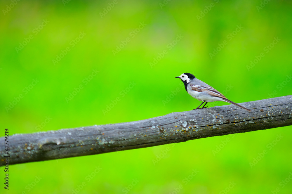 Obraz premium White Wagtail Bird Sitting on Perch
