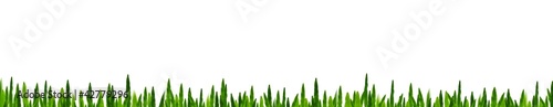 green Grass in white background © bajita111122