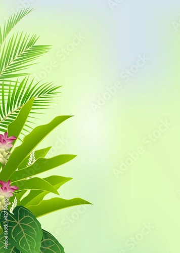 beautiful tropical forest background
