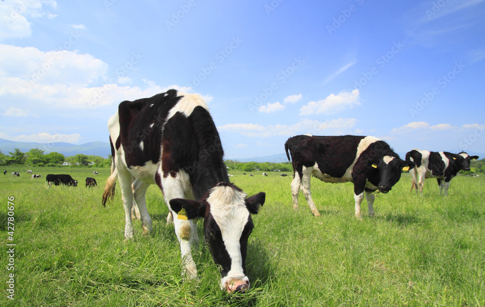 Cow and  blue  sky   in field
