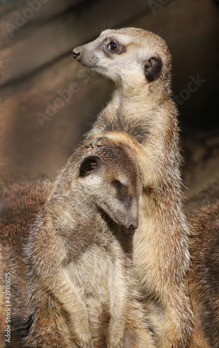 erdmännchen Mutter und Kind