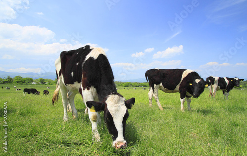 Cow and blue sky in field