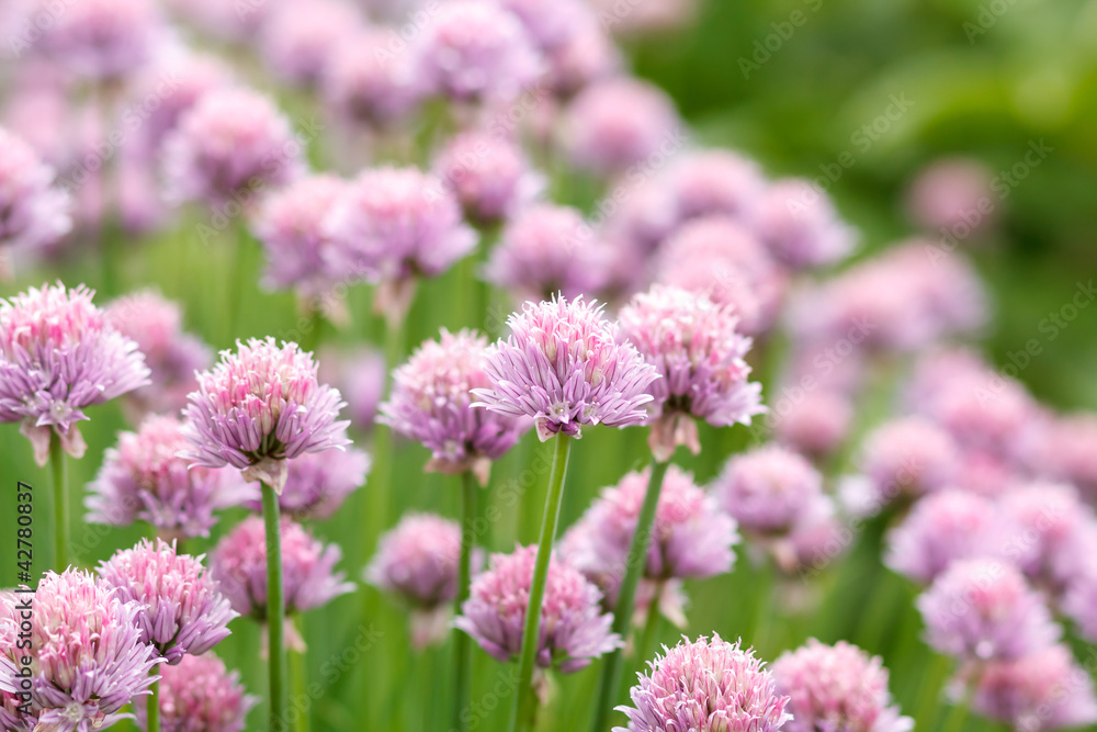 Allium Schoenoprasum known as Chives Allium Schoenoprasum known as Chives