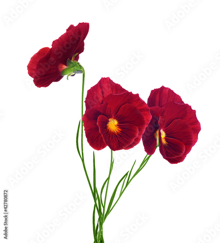 three red pansy flowers isolated on white