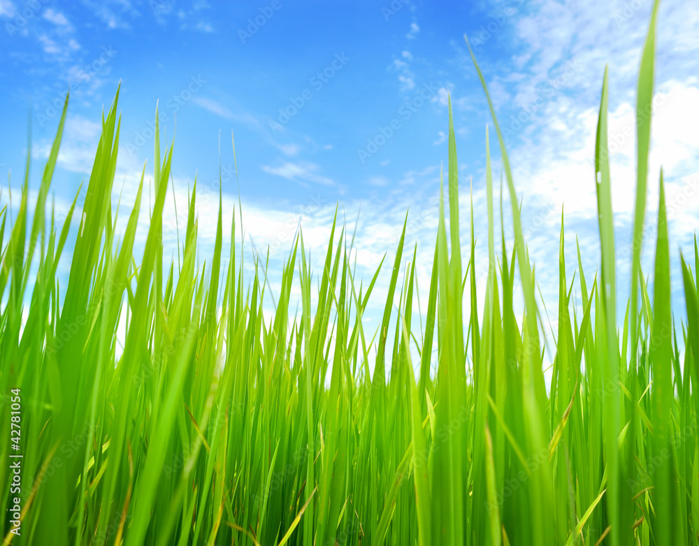 rice paddy field rice paddy field