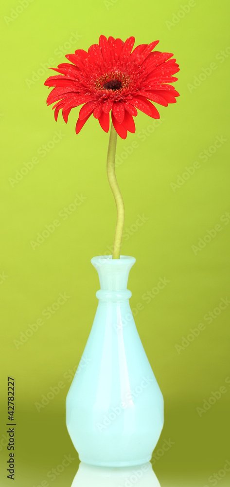 Beautiful red gerbera in vase on green background close-up Beautiful red gerbera in vase on green background close-up