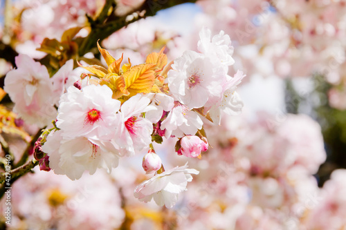 Beautiful summer blossom tree