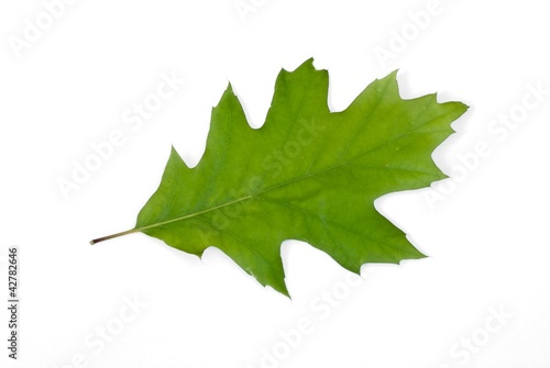 Blatt der Roteiche, auch Rot-Eiche, auch Amerikanische Spitzeiche (Quercus rubra), Niedersachsen, Deutschland, Europa, freigestellt, Freisteller