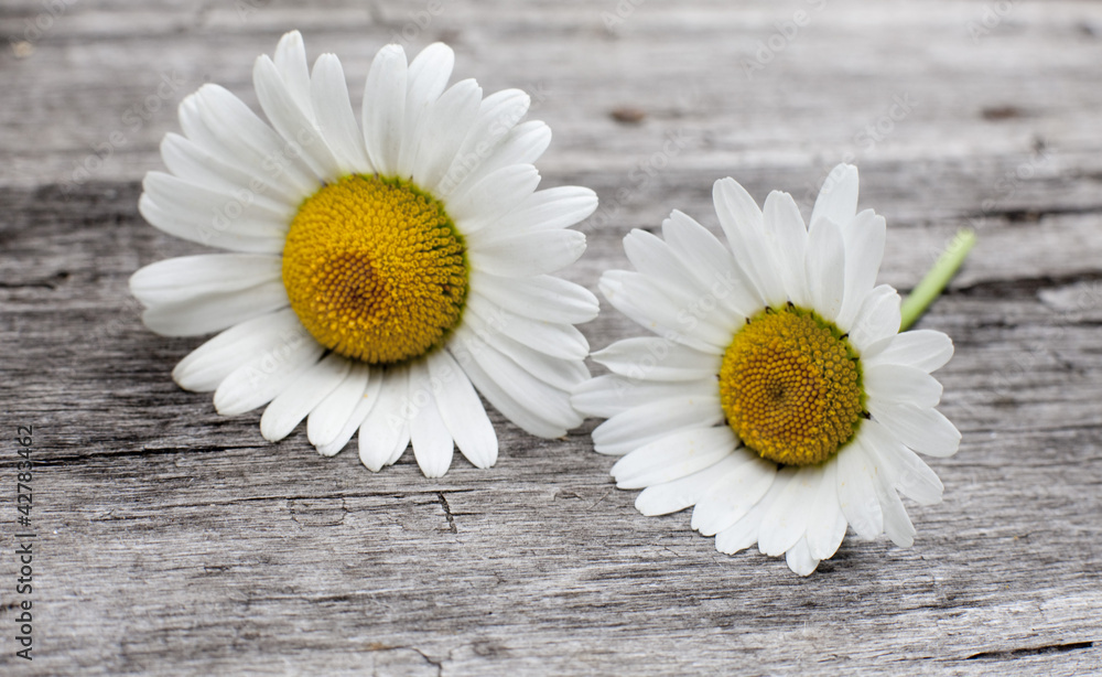 Obraz premium pâquerettes marguerites fleurs sauvage