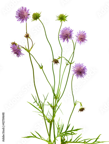 Isolated pincushion flower plant