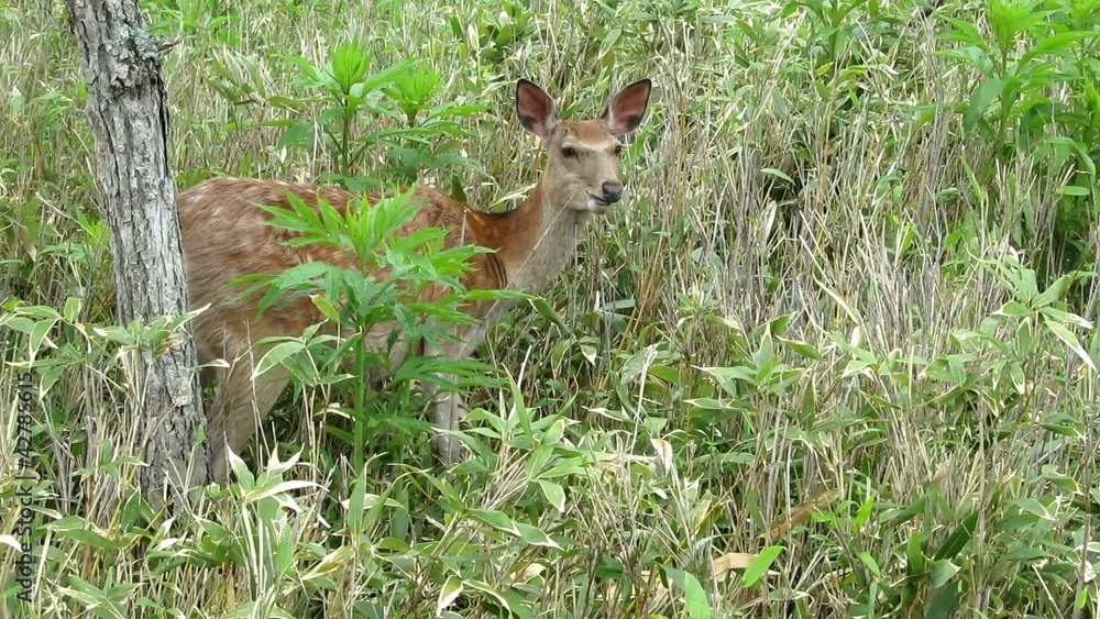 Yezo sika deer in Hokkaido Yezo sika deer in Hokkaido
